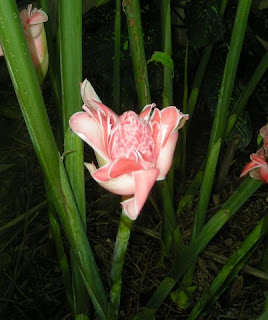 Etlingera elatior, Torch Ginger, La Ceiba, Honduras