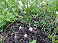 Garlic at 1 week old