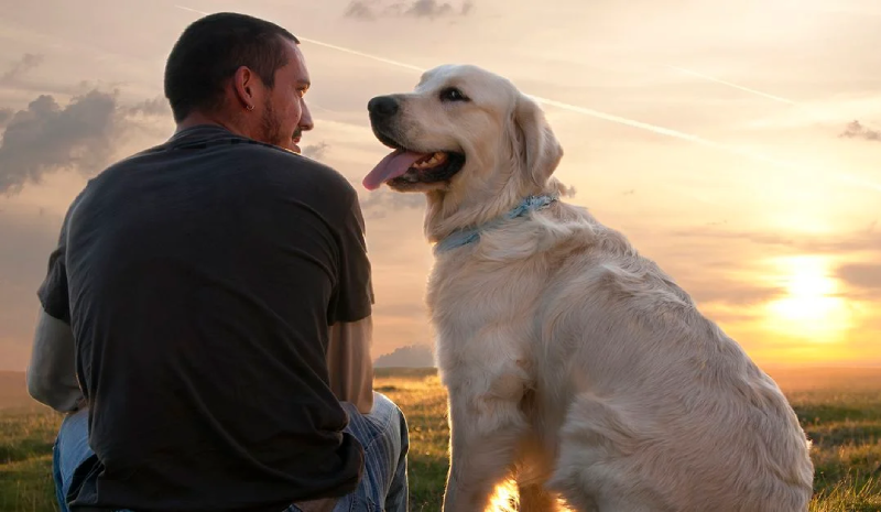 La importancia de tener un perro en casa