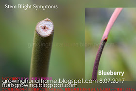 Stem Blight Symptoms Blueberry, ブルーベリー茎枯病の症状ステムブライト