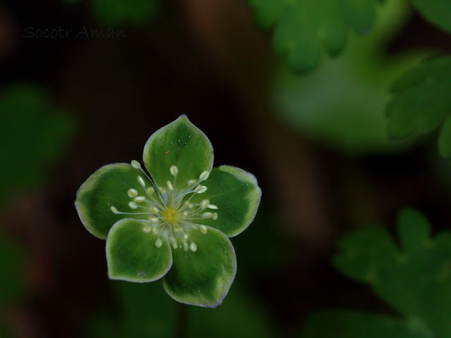 Anemone flaccida