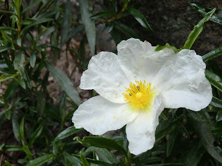 Jara pringosa (Cistus ladanifer)