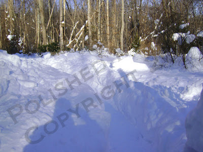 Snowy path to bird feeding area