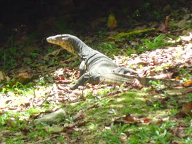 Singapore Botanic Gardens - monitor lizard