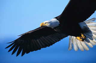 eagle hawk animal wallpaper bird