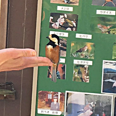 ケーブル延暦寺駅のヤマガラ