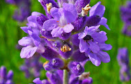 29+ Bunga Lavender Bangkok