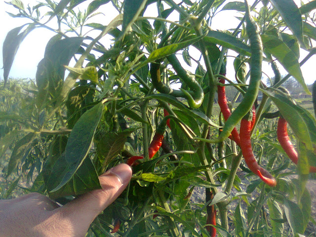 Pohon Cabe Merah Sedang Berbuah, Photo Original by; Wahid Priyono (Guruilmuan)