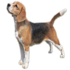 beagle dog breed