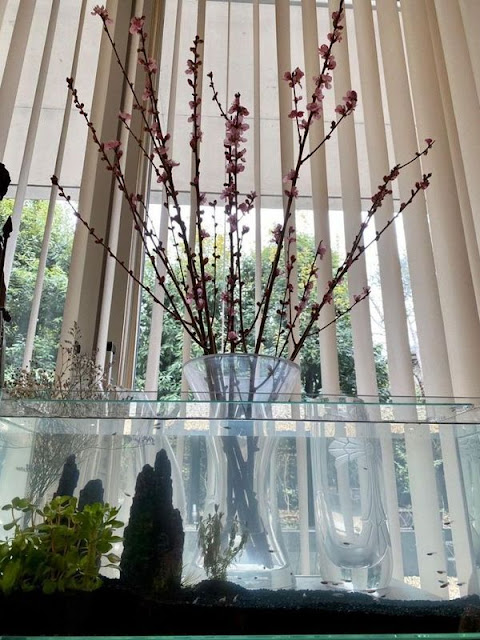 木村拓哉instagram 桃花陣障眼法 木漏日