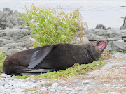 I spent a whole two hours down at the Seal Colony, before too many other . (seal yawning)