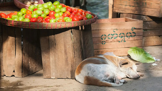 Dog and Tomatoes