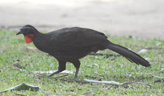 yacupoi Penelope superciliaris galliformes en argentina