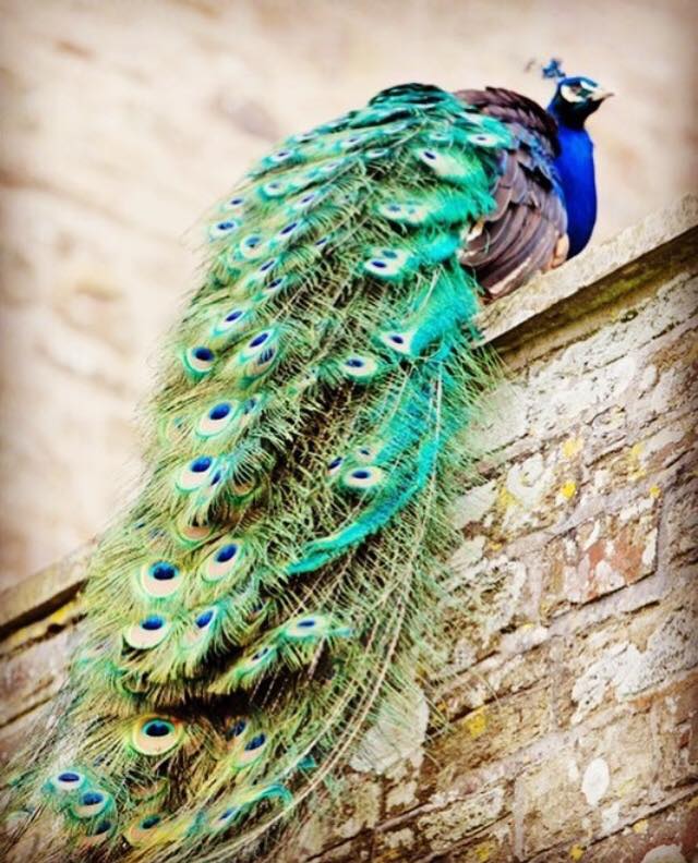 Peacocks at Pencarrow