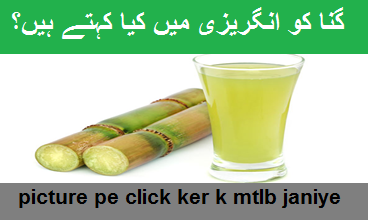 Sugar cane means in english with definition and synonym