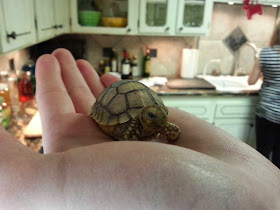Funny animals of the week - 27 December 2013 (40 pics), little tortoise