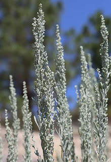 Sagebrush photo