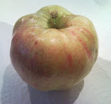 northern spy apple