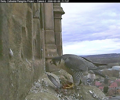 The adult female peregrine steps up close for her first photo with our new camera. Click image to enlarge.