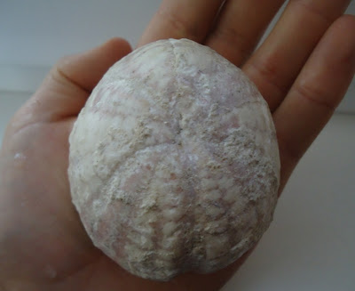 Fossil Sea Urchin / Echinoid