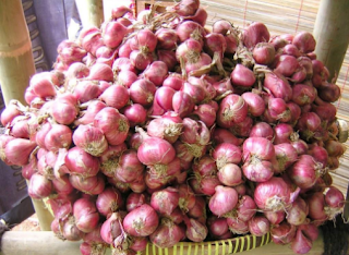 Nama Latin Bawang Merah (Allium cepa var ascalonicum L.)