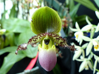 Paphiopedilum glaucophyllum 