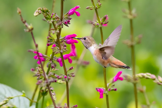 hummingbird courtship displays