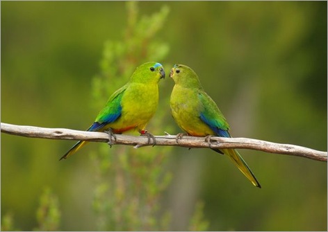 rare-birds-photo-contest-orange-bellied-parrots