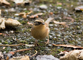 Siberian Accentor - Easington, Yorkshire