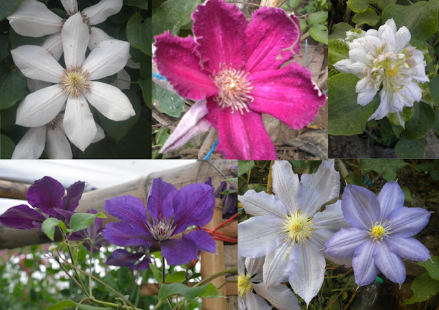 Clematis mixed color