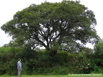 arboles nativos Aliso del cerro Alnus acuminata