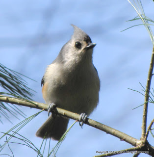 Tufted Titmouse