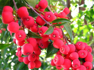 Riberry Fruit Pictures