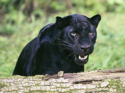 Animales tiernos, salvajes y a la vez divertidos III