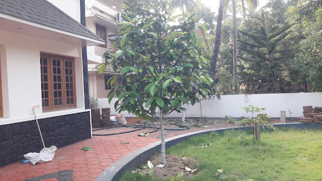 മാങ്കോസ്റ്റീൻ Purple Mangosteen tree  Family: Clusiaceae  Botanical Name:  Garcinia mangostana  Propagation: Seed, Grafting