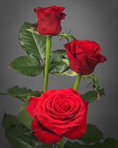  Bunga Warna Merah Desainrumahid com