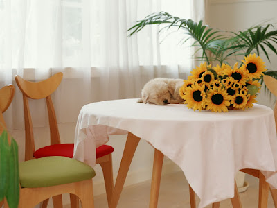 foto de girasoles en la mesa