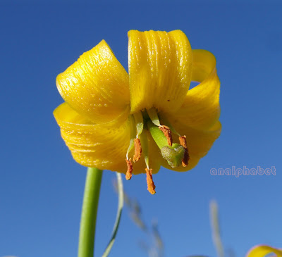 Лилия албанская (Lilium albanicum)