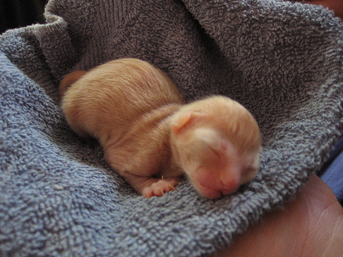 Newborn Kittens