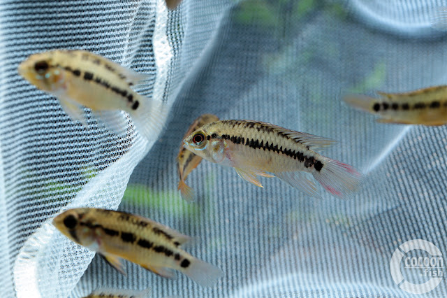 Apistogramma sp. D47