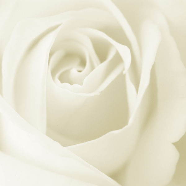 white rose wallpaper White Rose Wallpaper and Pics