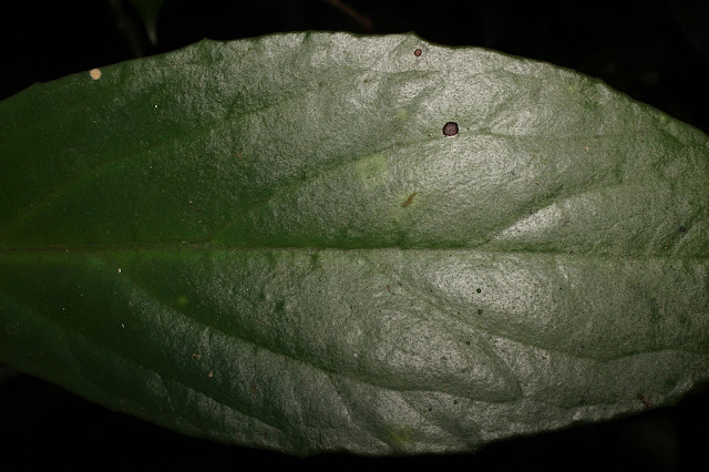 Begonia caobangensis