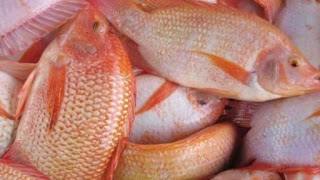 Informasi Supplier Jual Ikan Nila Bibit dan Konsumsi Palu, Sulawesi Tengah