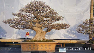 inspirasi bonsai beringin kimeng (Ficus Microcarpa)