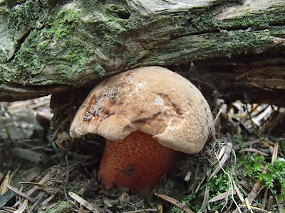 Orawa, Lipnica Wielka, grzybobranie w sierpniu, grzyby sierpniowe, borowik ceglastopory, Boletus luridiformis