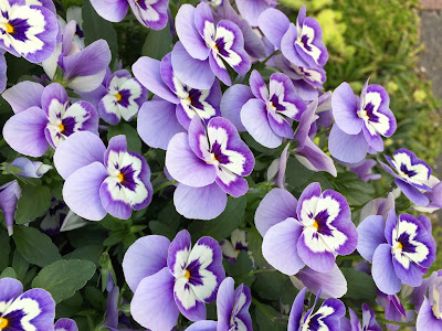 [最も欲しかった] スミレ 科 254257-スミレ科 植物