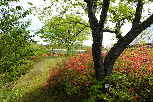 鳥取県西伯郡南部町鶴田 とっとり花回廊 プロムナード橋からの眺望