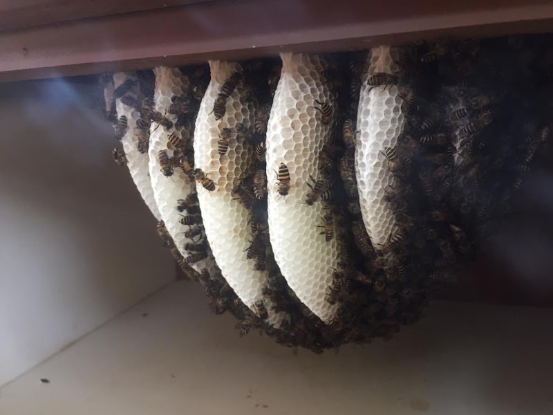 Pengalaman Hisap Madu Terus Dari Sarang
