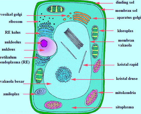 Gambar 3 Dimensi Sel  Tumbuhan Jobs ID 2021