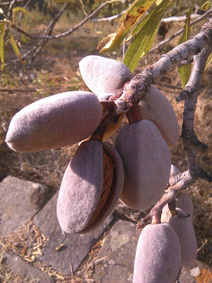 almendras